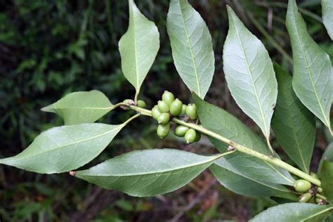 四川灰木|福星花園: 四川灰木